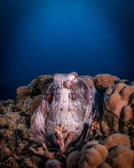 Common octopus, Red Sea, Egypt © Marcel Rudolph-Gajda