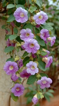 A hanging cluster of light purple trumpet-shaped flowers with yellow centers and green leaves against a blurred background.