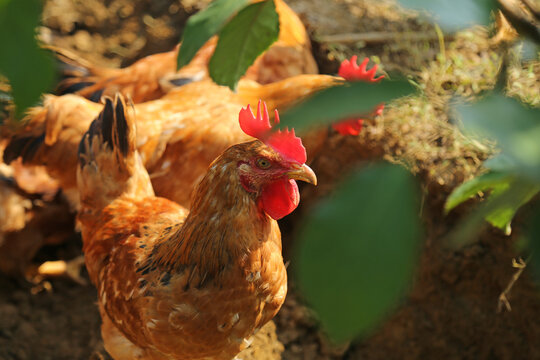 A close-up portrait of a brown hen with a vivid red comb standing among a flock near green leaves and bare soil, capturing the natural charm and vitality of free-range farm life.
