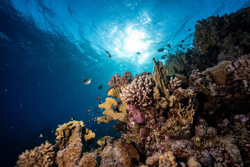Reef in Red Sea, Egypt © Marcel Rudolph-Gajda