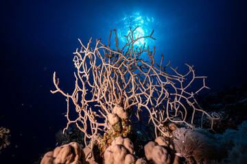 Coral in Red Sea © Marcel Rudolph-Gajda