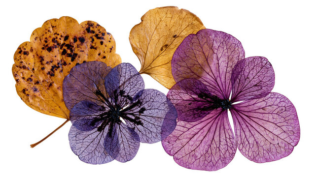 Pressed dried purple hydrangea flowers and yellow autumn leaves