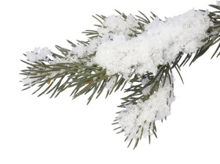 Snow Covered Pine Branch Close Up © Asif