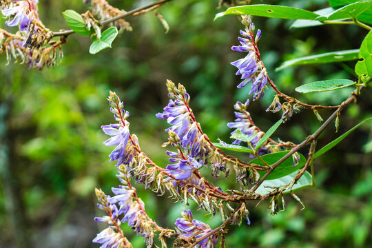 Climbing vetch plant