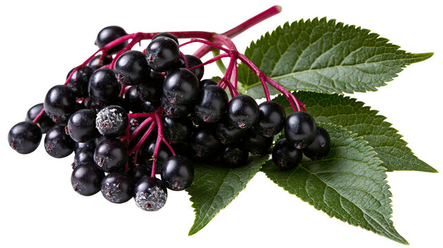 Fresh cluster of ripe black elderberries with green serrated leaves and red stems