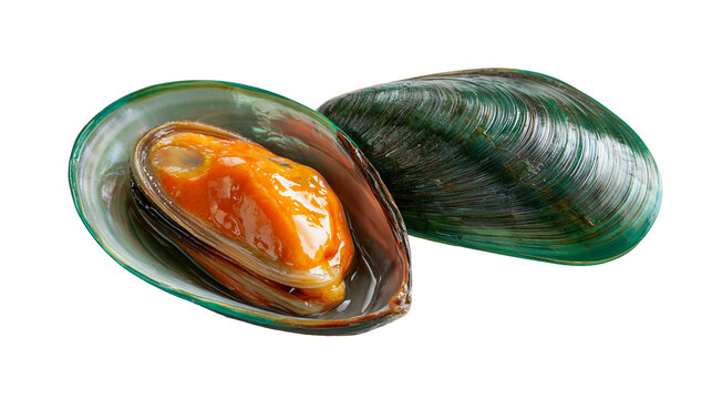Fresh green shell mussel with orange meat inside and closed shell