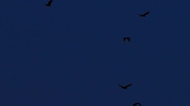 Panning shot following flock of Lyle's flying fox bats flying at twilight into city, dusk migration wildlife footage over Bangkok