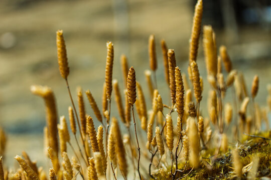 Common club moss