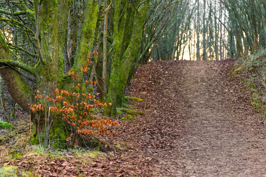 Moss-covered woodland footpath through bare winter trees