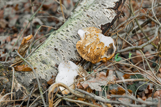Bracket fungi growing on fallen rotting silver birch branch