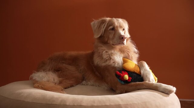 A Nova Scotia Duck Tolling Retriever dog rests beside a colorful toy indoors. Warm tones and soft light create peaceful studio atmosphere.