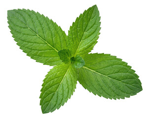 Fresh Green Mint Leaves Sprig Isolated on Dark Surface Top View © Asif