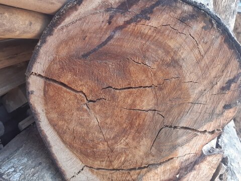Cut wood log cross section texture with natural cracks close up