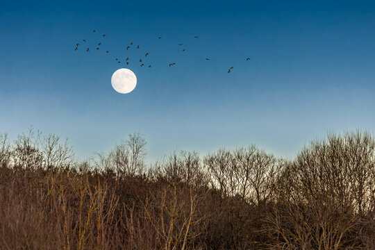 Flock of seagulls flying over full moon above winter woodland