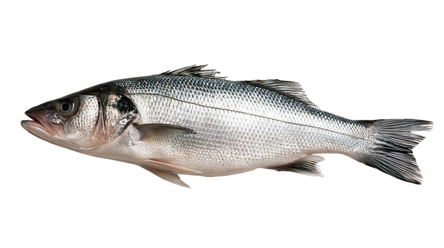 Fresh whole European sea bass with silver scales and fins