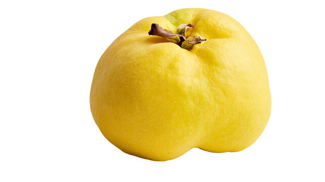 Fresh ripe yellow quince fruit with fuzzy skin and brown stem