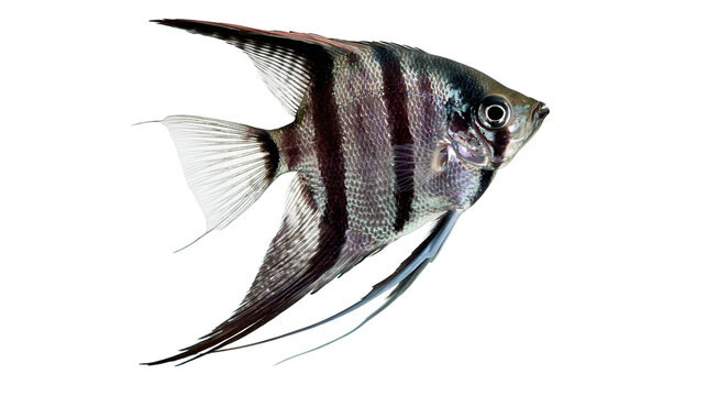 Striped black and silver angelfish with long fins swimming sideways