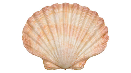 Natural pink and white fan shaped scallop seashell © Ophelia