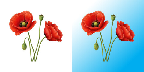 Obraz premium Beautiful red poppy flowers illustration with green stems isolated on a white background