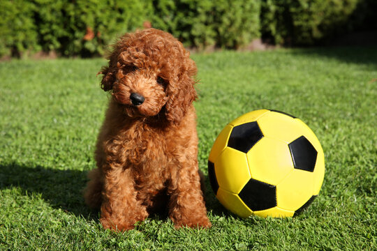 Red poodle puppy sits beside a soccer ball on green grass