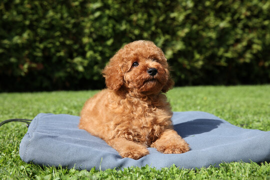 Red toy poodle puppy lies on blue blanket on green grass