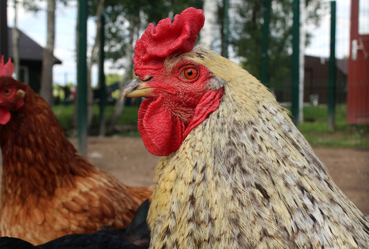 Rooster with a red comb stands outdoors on farm