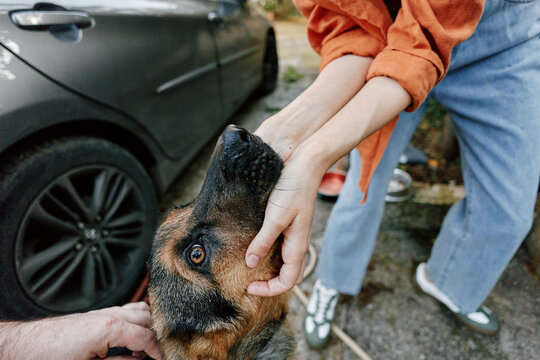 Woman gently petting a german shepherd dog near a car outdoors. Close-up of hands stroking the dogs head. Concept of pet care, love for animals, and friendship between human and dog.