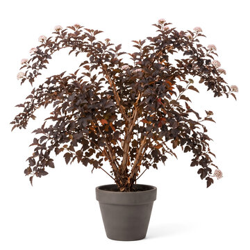 Ninebark Bronze Autumn Ornamental Shrub