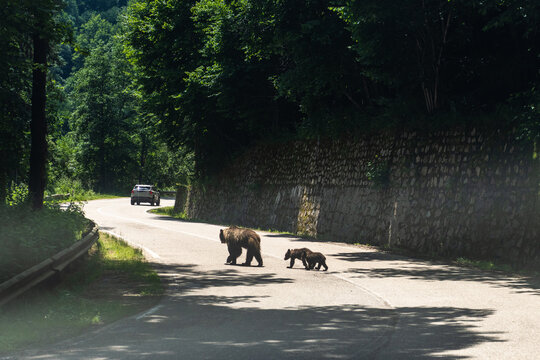 Wildlife and Road Trip Scene on Transfagarasan Highway