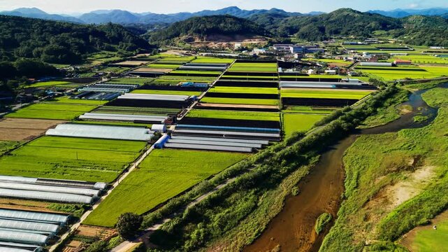Aerial revealing shot tilting up across long white greenhouse rows, green and golden rice paddies and shallow stream, opening onto hazy mountain ridges in Geumsan county, South Korea
