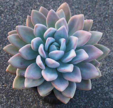 xGraptoveria 'Opalina' mature succulent plant