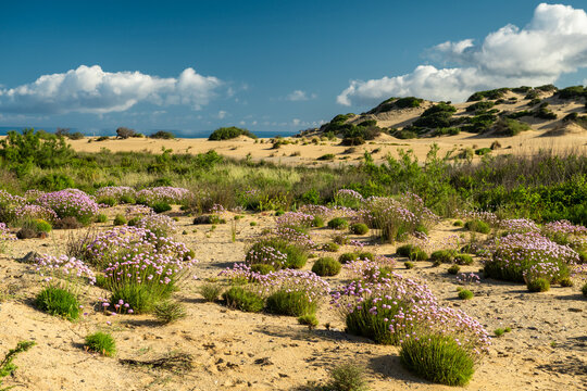 Mediterranean Dune Landscape with Wildflowers in Sardinia
