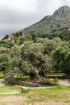Mediterranean Landscape with Ancient Olive Tree in Crete