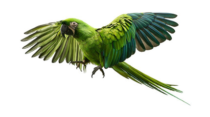 Vibrant green military macaw in flight with wings spread wide © Sylas