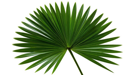 Vibrant green fan shaped palm leaf with sharp pointed leaflets © Sylas
