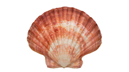 Orange and white striped fan shaped scallop seashell © Sylas