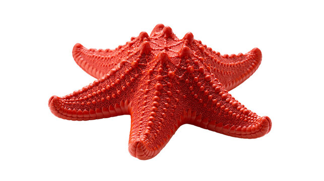 Vibrant red textured starfish with five arms and bumpy surface detail