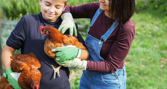 Happy mother and son holding chicken inside vegetable home garden - Family people having fun in fall time - Nature, off grid and countryside lifestyle concept - Focus on hen face - UGC content