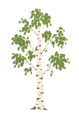 Fototapeta premium Minimal Birch Tree Illustration