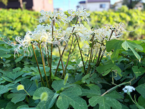 White spider lily flowers blooming in a green field in early autumn Japan