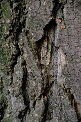 Obraz premium Tree Bark Texture with Rust Streak and Deep Ridges, Natural Timber Surface, Non-AI Generated, Human Made Photography