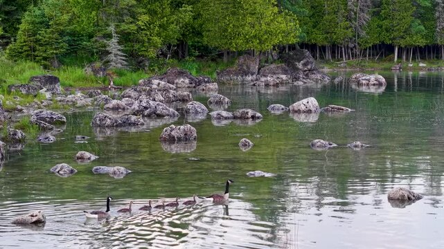 Two adult Canada geese lead a line of goslings through clear rocky shallows along a forested Michigan shoreline.