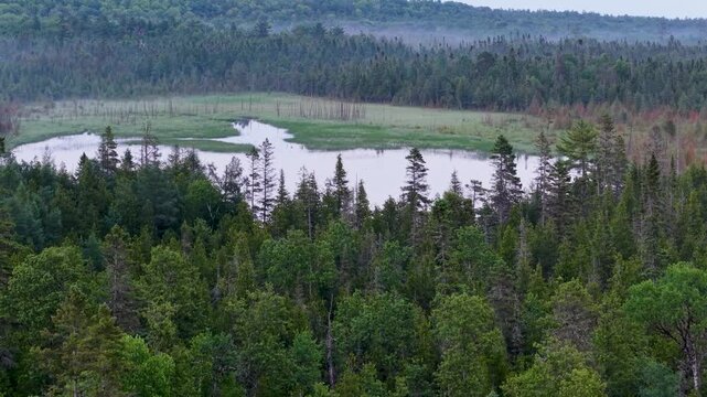 Aerial view across dense evergreen forest surrounding a quiet wetland pond in the Upper Peninsula of Michigan.
