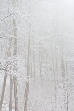 Tranquil winter forest landscape obscured by dense white fog with snow covered bare trees creating an ethereal minimalist nature scene