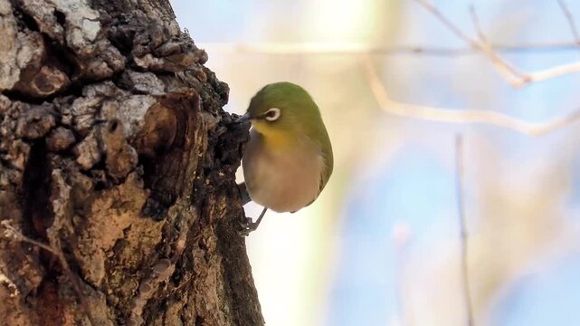 Close-up of a small olive green songbird clinging to rough tree bark and foraging for food inside a trunk crevice against a soft bright background