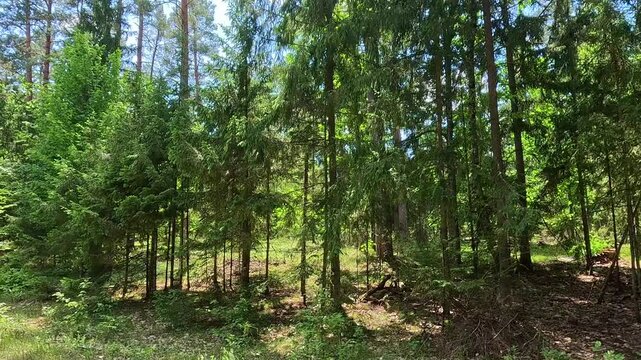 Sunlit dense forest with tall pine trees and soft lens flare, camera panning slowly left to right through trunks and undergrowth, dappled sunlight shifting across green foliage and shadows below.