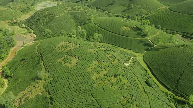 Aerial drone view showing neatly planted green tea rows forming dome shaped patterns across rolling midland hills with winding paths and a small stream in Vietnam