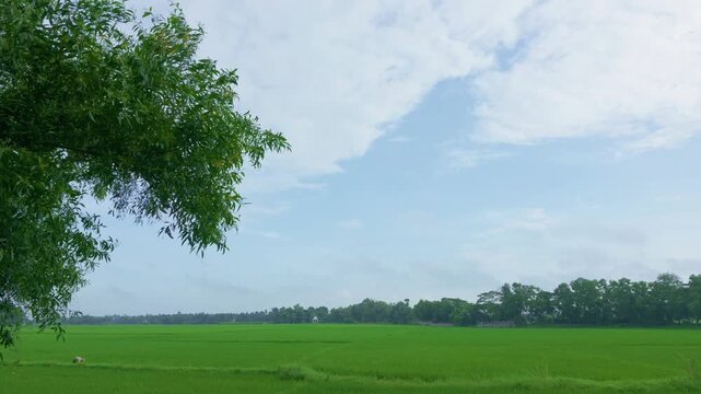 Motion view shot of Indian agricultural village. Shoot by DJI Pocket 4p combo creator camera.