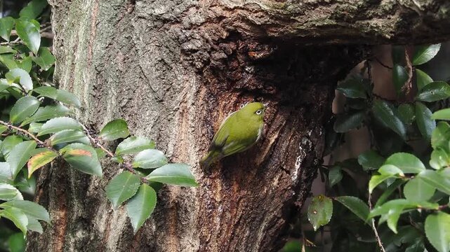 Small olive green bird with a distinctive white eye ring clinging to a rough tree trunk in its natural woodland habitat
