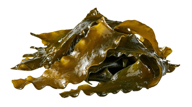Fresh raw brown kelp seaweed leaves piled up